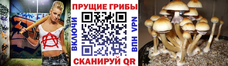 Псилоцибиновые грибы Magic Shrooms  Луга 